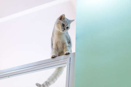 A naughty cat climbing highの写真素材