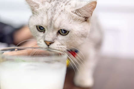 A white cat close upの写真素材