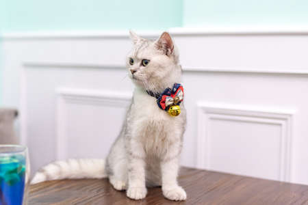 A white cat looked at the drinkの写真素材