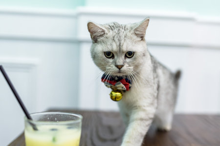 A cat that wants a drink