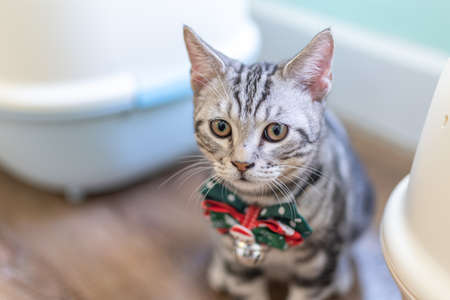 A gray cat stared aheadの写真素材