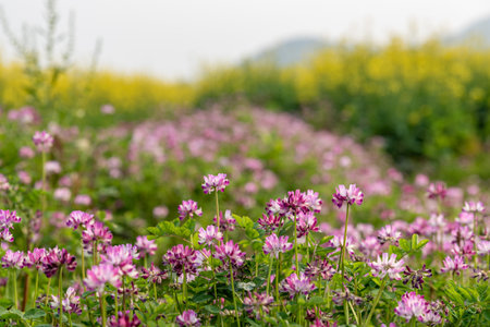 Wild purple milk vetch against a yellow and green backgroundの写真素材