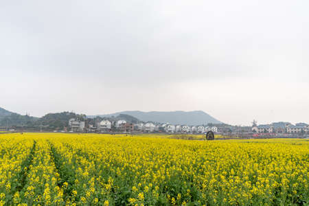 Rape fields and houses in the countrysideの写真素材
