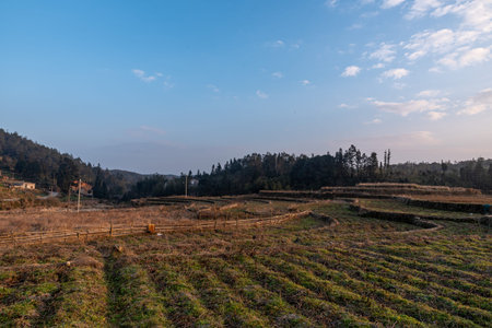 Evening country scenery, houses, fields and treesの写真素材