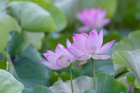 A pink lotus flower on a green lotus leaf backgroundの写真素材
