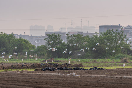A flock of cattle egrets are flying in the fieldの写真素材