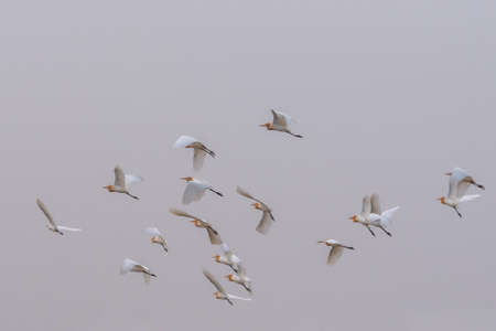 A flock of cattle egrets are flying in the fieldの写真素材