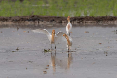 Cattle egrets stay in the fields for food, rest and flyの写真素材