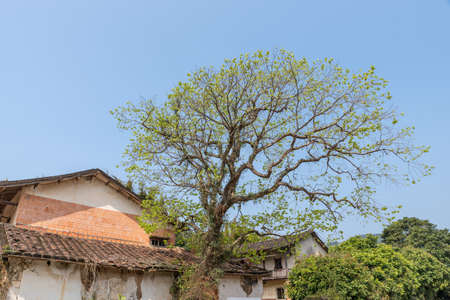 There is a tree beside the house by the roadの写真素材