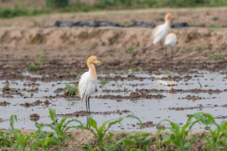 Cattle egrets stay in the fields for food, rest and flyの写真素材