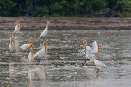 Cattle egrets stay in the fields for food, rest and flyの写真素材