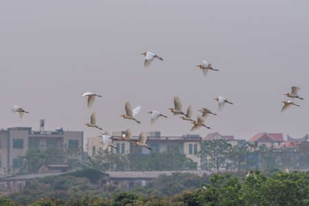A flock of cattle egrets are flying in the fieldの写真素材