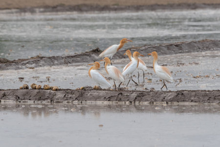 Cattle egrets stay in the fields for food, rest and flyの写真素材