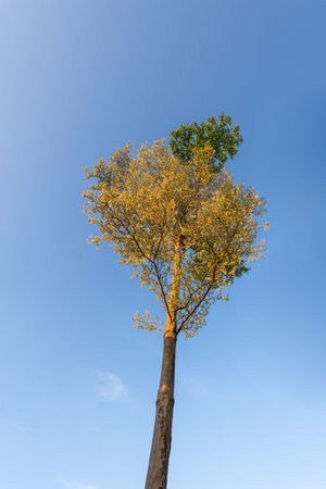 the trees under the blue sky, half the leaves are yellow and half green