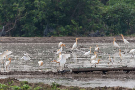 A herd of cattle egrets stay in fields or treesの写真素材