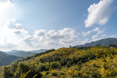 The leaves of ginkgo trees on the hillside turn yellow in autumnの写真素材