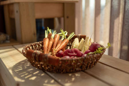 The afternoon sun shines on the red and orange radishes in the basketの写真素材