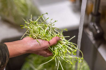 Washing vegetables, cutting meat, cooking for a dinner.の写真素材