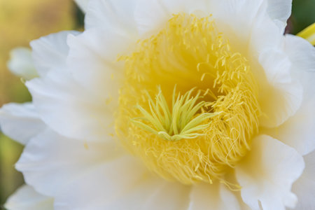 A pitaya flower with white petals and yellow stamens in full bloomの写真素材