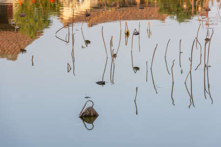 The withered lotus in the lotus pond in autumnの写真素材