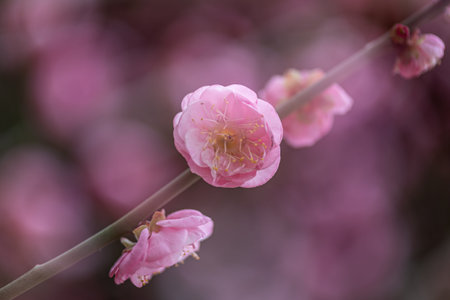 Close up of a pink plum blossomの写真素材
