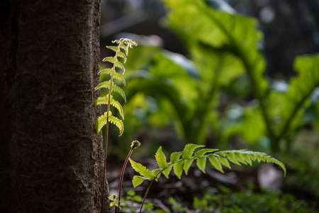 The sun shines on the plantsの写真素材