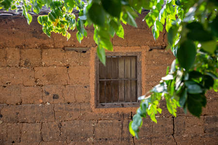 The sun shines on the plantsの写真素材