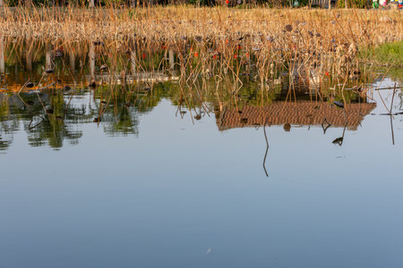 The withered lotus in the lotus pond in autumn