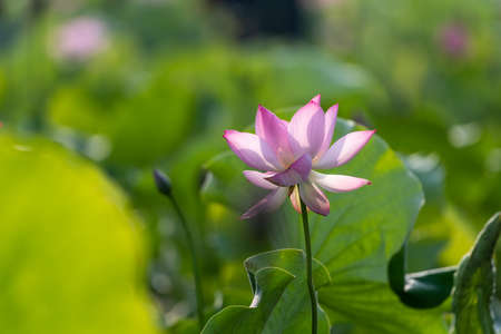 The pink lotus blossoms in summerの写真素材