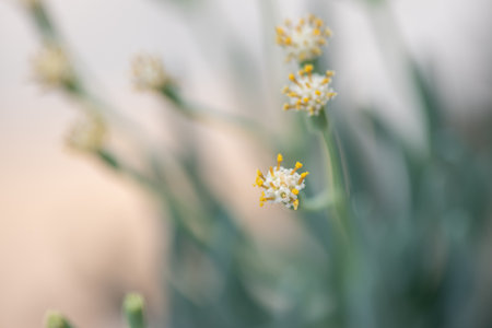 All kinds of small and lovely succulent plantsの写真素材