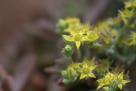 All kinds of small and lovely succulent plants