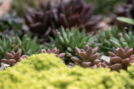 All kinds of small and lovely succulent plantsの写真素材