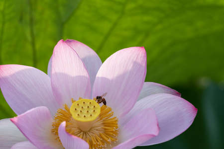 Pink lotus in summer lotus pondの写真素材