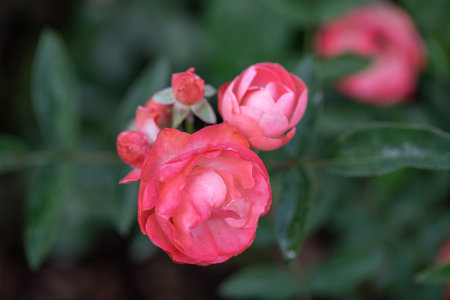 Pink roses on a green background