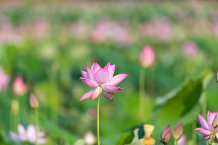 The pink lotus blossoms in summerの写真素材