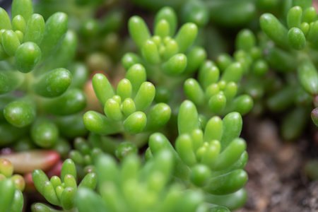 Small and lovely succulent plants of various varieties