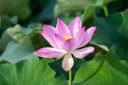 Pink lotus in summer lotus pondの写真素材