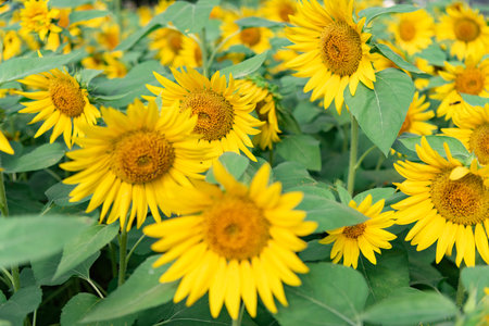 There are many sunflowers in the fieldsの写真素材