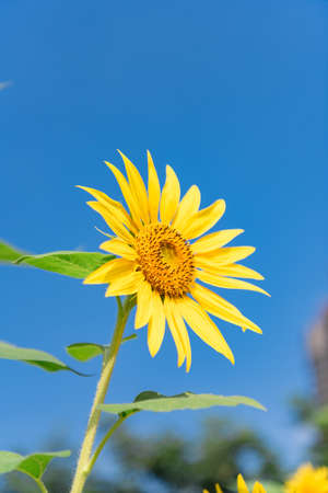 A yellow sunflower in full bloom under the blue skyの写真素材