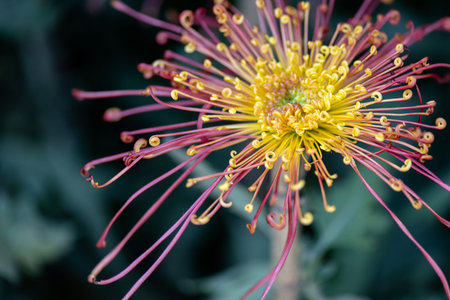 chrysanthemums