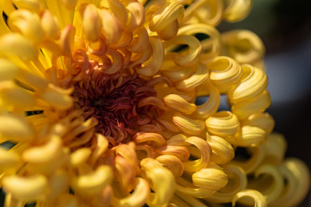 Big yellow chrysanthemums in the parkの写真素材