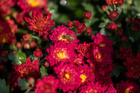Small red wild chrysanthemums in the park