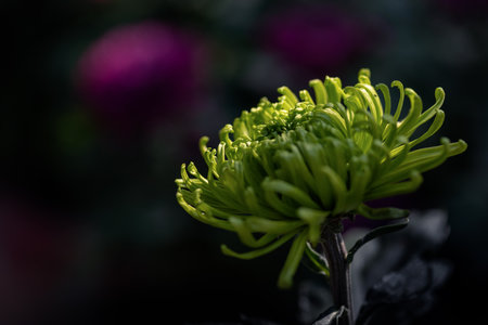 Light green big chrysanthemums are in the parkの写真素材