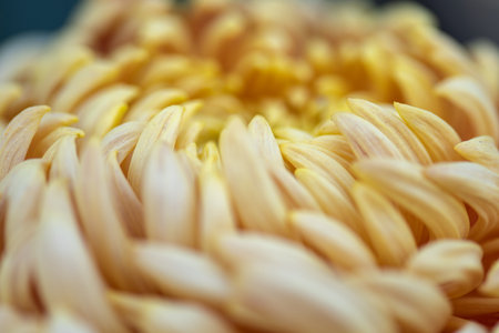 Big yellow chrysanthemums in the parkの写真素材