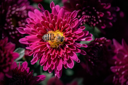 The smaller purple chrysanthemums in the parkの写真素材