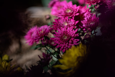 The smaller purple chrysanthemums in the parkの写真素材