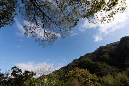 There are many strange looking trees in the wildの写真素材