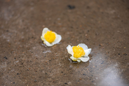 Tea tree flowers in the rain, petals with raindrops