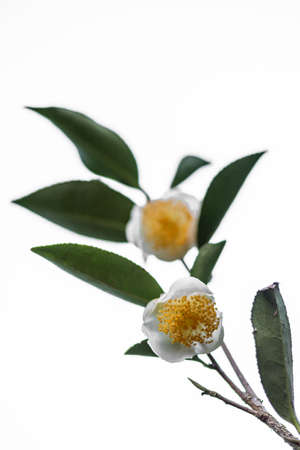 Two tea flowers and leaves on a white backgroundの写真素材