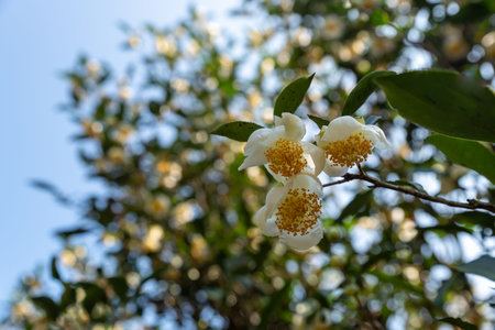 Under the sun, Tea flowers with white petals and yellow flower cores are in the wild tea forestの写真素材